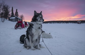 Chained husky sitting upright in the warm light of the rising sun in front of a dog sled team