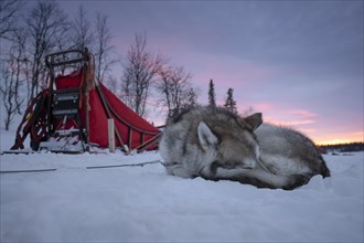 Husky next to dog sled resting in the snow at dawn