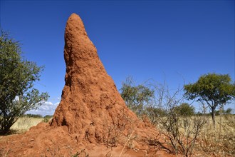 Termite Hill near Waterberg National Park