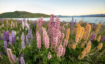Pink and yellow Large-leaved lupins