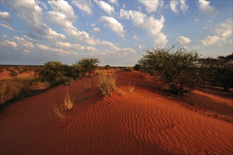 Red sand dune of the Kalahari Desert