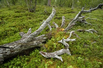 Deadwood on the forest floor in laponia nature reserve