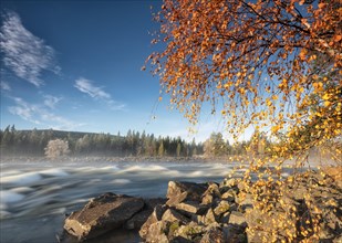 Autumn atmosphere with fog on the river in the evening light