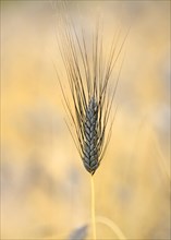 Black wheat ear Emmer Wheat