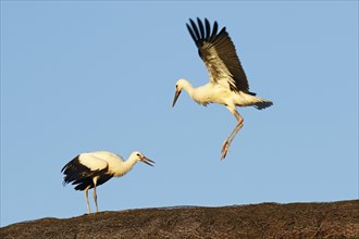 Young White storks