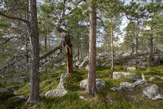 Primeval forest in the Laponia protected area