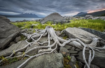Tree roots on rocky ground