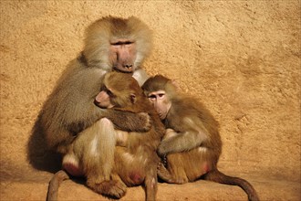 Hamadryas baboons