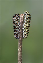 Two caterpillars of the Swallowtail butterfly