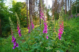 Common foxglove (Digitalis purpurea) and dead spruces