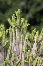 Spurge (Euphorbia pentagona )
