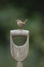 Wren (Troglodytes troglodytes) adult bird with insects in it's beak perched on a wooden garden fork handle