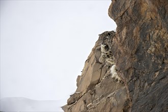 Snow leopards (Panthera uncia) rest on a frozen cliff