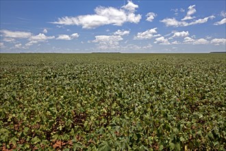 Cotton Plantations at Middle Growing Stage near Luis Eduardo Magalhaes