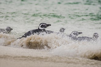 Magellanic penguins (Spheniscus magellanicus) in the surf at the beach