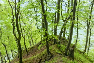 Booking (Fagus sylvatica) on the chalk coast in the Jasmund National Park on the island of Ruegen in spring