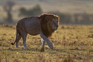 Lion (Panthera leo) at sunrise in the grass savannah