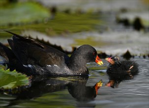 Common moorhen (Gallinula chloropus )