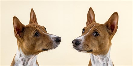 Basenji or Congo terrier (Canis lupus familiaris)