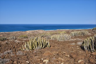 Canary Island spurge (Euphorbia canariensis )