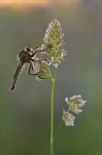 Robber fly (Asilidae) sits in a warm light on a grassy lawn