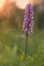 Military orchid (Orchis militaris) blooms in a meadow in warm backlight