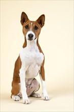 Basenji or Congo Terrier (Canis lupus familiaris)