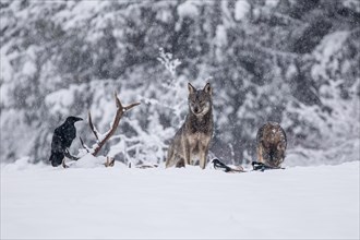 Pack of wolves (Canis lupus) at the carcass