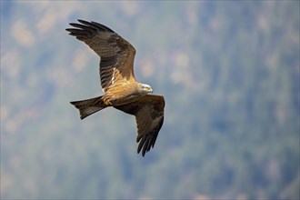 Black kite (Milvus migrans) flies in front of a wooded mountain slope