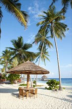 Stranbdar with parasol on the beach with (Cocos nucifera)