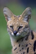 Serval (Felis serval)