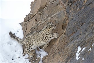 Snow leopard (Panthera uncia ) Jump on a cliff