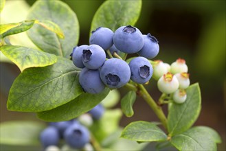 Blueberries (Vaccinium myrtillus) on the bush