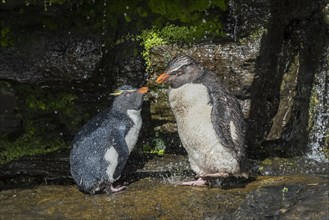 Southern Rockhopper Penguins (Eudyptes chrysocome) clean their plumage at a fresh water site