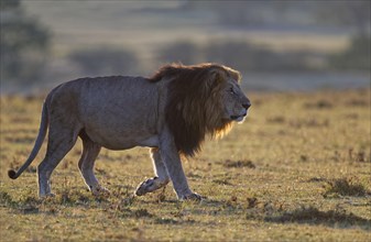 Lion (Panthera leo) at sunrise in the grass savannah