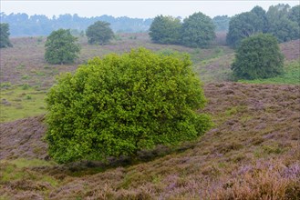 Oak in blooming heath with fog in the valleys