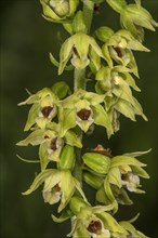 Mueller's taproot (Epipactis mulleri) Inflorescence