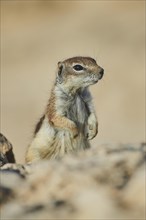 Barbary ground squirrel (Atlantoxerus getulus )