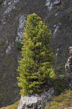 Swiss pine or (Pinus cembra) grows on a rocky mountain slope