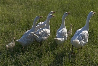 Geese (Anserini) with their young animals