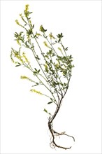 Yellow sweet clover (Melilotus officinalis) on white background