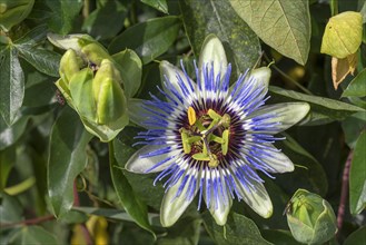 Flower of a Blue Passion Flower (Passiflora caerulea)