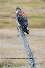 Variable hawk (Geranoaetus polyosoma ) sitting on a fence post