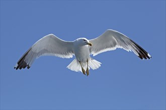 Flying Yellow-legged gull (Larus michahellis)