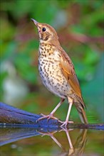 Song thrush (Turdus philomelos) sits on a branch in shallow water