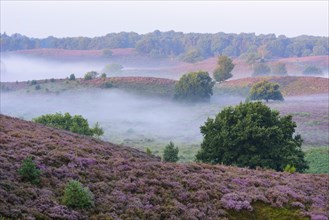 Blooming heath with fog in the valleys