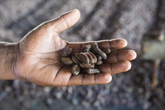 Cocoa beans in one hand
