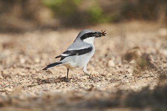 Great grey shrike (Lanius excubitor ) on the ground with prey in the beak