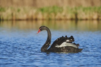 Black swan (Cygnus atratus) floats in water
