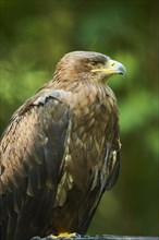 Steppe eagle (Aquila nipalensis )